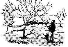 apples1a