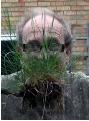 grass