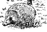 hedgehog