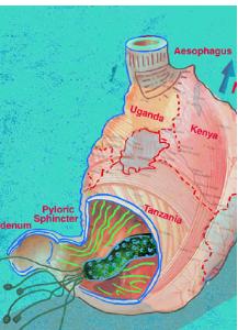 Hpylori2